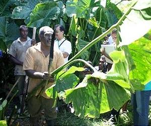 Pacific Island Crop Varieties Highly Vulnerable
