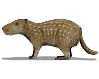 Giant ancient rodents used incisors like tusks