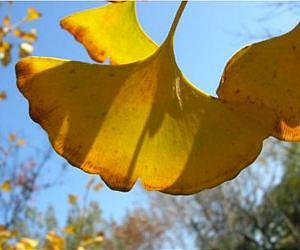 Spanish botanist searches for prehistoric flora refuges in China