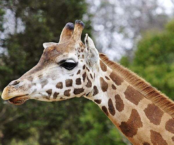 Gold mining threatens 'forest giraffe' in DR Congo