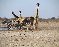 Vanishing African wildlife threatens livelihoods: scientists