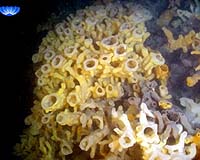 Waters Off Washington State Only Second Place In World Where Glass Sponge Reefs Found