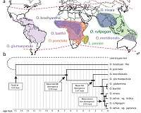 More rice, please: 13 rice genomes reveal ways to keep up with ever-growing population