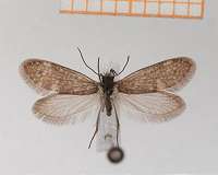 Earliest fossil evidence of butterflies and moths