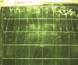Glow-in-the-Dark Plants on the ISS