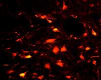 Neurons paralyze us during REM sleep