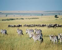 Kenya gets forensic lab to help fight wildlife crime