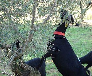 Selective grazing and aversion to olive and grape leaves achieved in goats and sheep