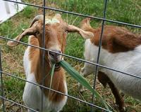 Goats better than chemicals for curbing invasive marsh grass