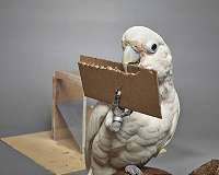 Goffin's cockatoos can create and manipulate novel tools