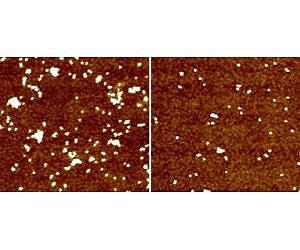 NIST 'catch and release' program could improve nanoparticle safety assessment
