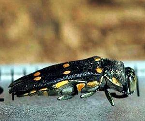 Firewood Movement Leading Cause of Oak Infestation