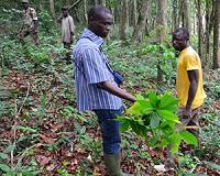 Chocolate industry driving deforestation of Ivory Coast: report