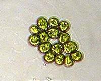 How and why single cell organisms evolved into multicellular life