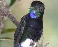 More bird species facing extinction: IUCN