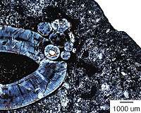 Tumor found in fossil of 255 million-year-old mammal predecessor