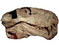 Ancient proto mammals were active at night 200 million years ago