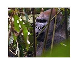 Gorillas carry malarial parasite