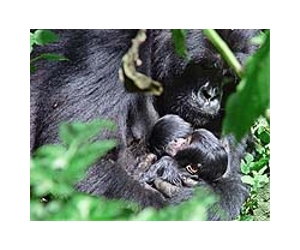 Rwanda gorillas prosper despite guerrillas next door