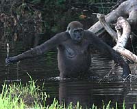Mountain gorillas in danger as DRC rebels seize habitat: report