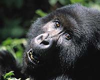 Guerillas threaten gorillas in Africa's oldest national park