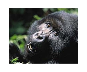 Africa's most biodiverse area endangered by UK oil firm: WWF