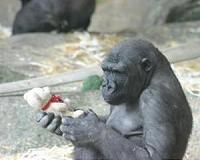 Study: Apes may not be that far away from talking