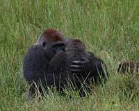 Study Garners Unique Mating Photos Of Wild Gorillas