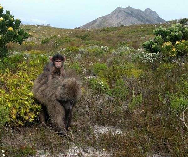GPS tracking reveals how a female baboon stopped using urban space after giving birth