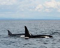 103-year-old killer whale seen cruising northern Pacific Ocean