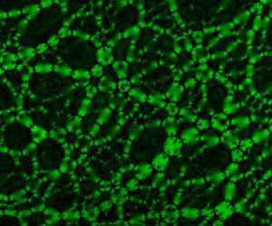 Force is the Key to Granular State-Shifting