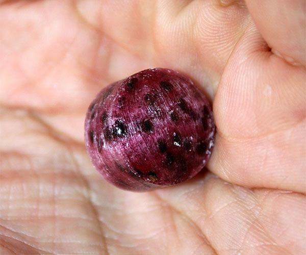Acai berry craze: boon or threat for the Amazon?