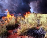 National Bushfire Summit Urgently Needed To Protect Australia'S Bush Communities