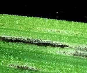 Looking back on 100 million years of evolution