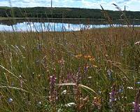 Researchers warn ranchers to be wary of toxic plants