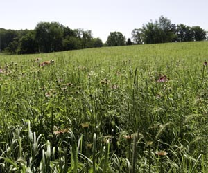 To avoid carbon debt CRP beats fields of corn and soybeans