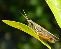 Oklahoma weather radar picks up massive Texas bug swarm