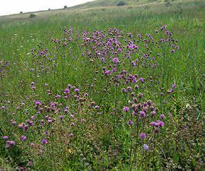 New Methodology for Use in Grassland and Farmland Soil Carbon Offset Projects