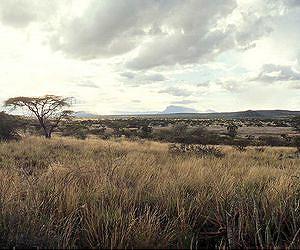 Better fire management tools for Africa's savannas