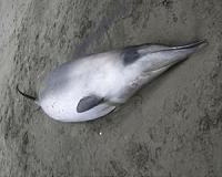 Rare beaked whale washes up in Australia