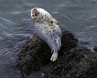 Grey seals observed communicating by clapping underwater