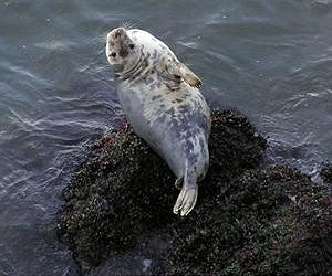 An avian flu that jumps from birds to mammals is killing New England's baby seals