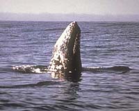 Scientists Fear Impact Of Noise From Sakhalin Energy Project On Whales