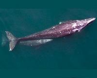 Gray whales from California could help save their Russian cousins