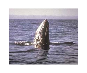 Gray whales likely survived the Ice Ages by changing their diets