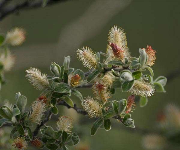 Arctic shrubs add new piece to ecological puzzle