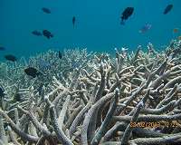 Biggest coral reseeding project launches on Great Barrier Reef