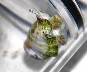 Jumping snails leap over global warming