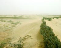 Chad fights charcoal in battle against creeping desert