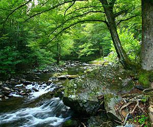Unregulated, agricultural ammonia threatens national parks' ecology